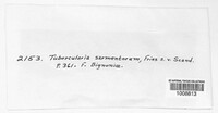 Tubercularia sarmentorum image